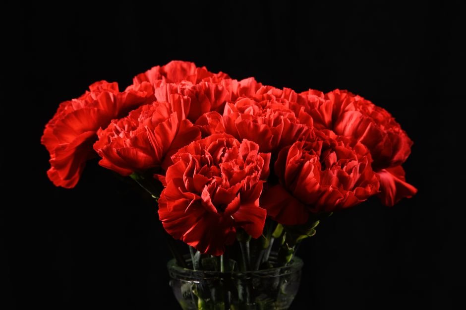 carnations flowers vase