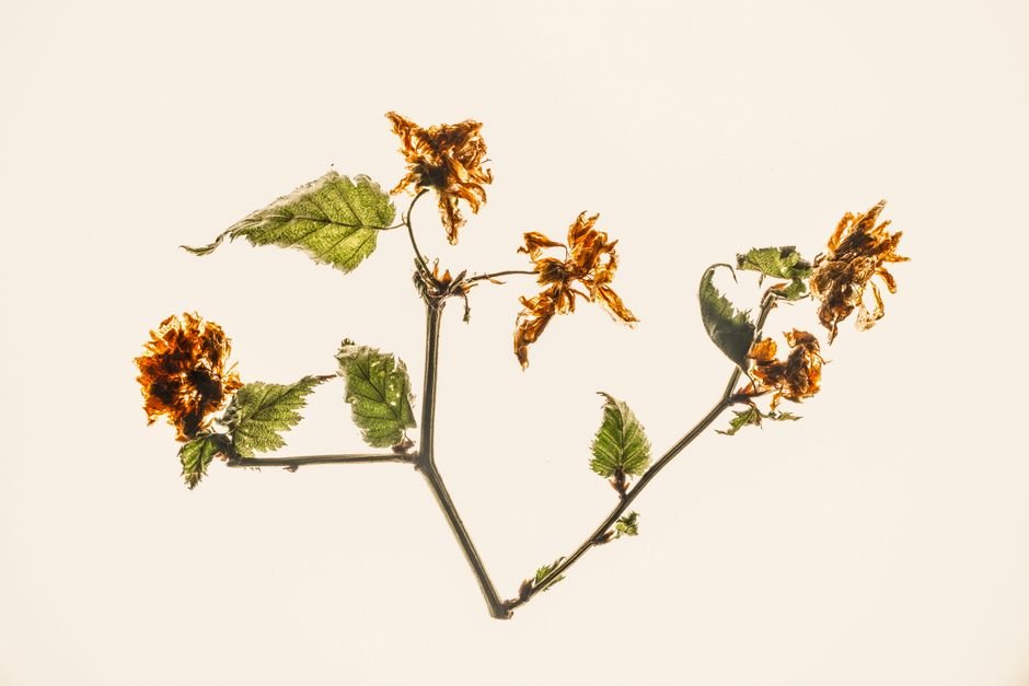 fading flowers window light