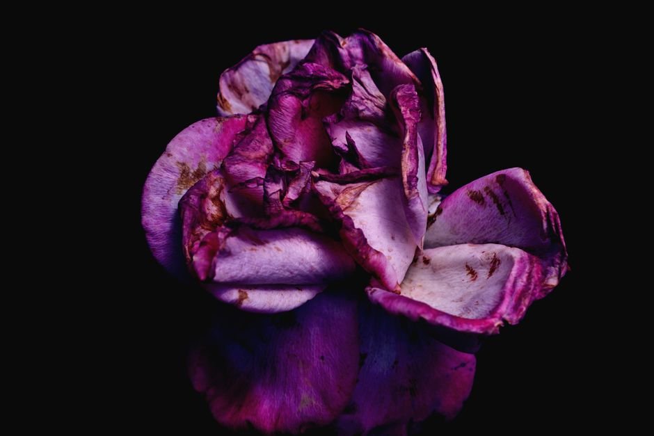 delicate flower petals wilting