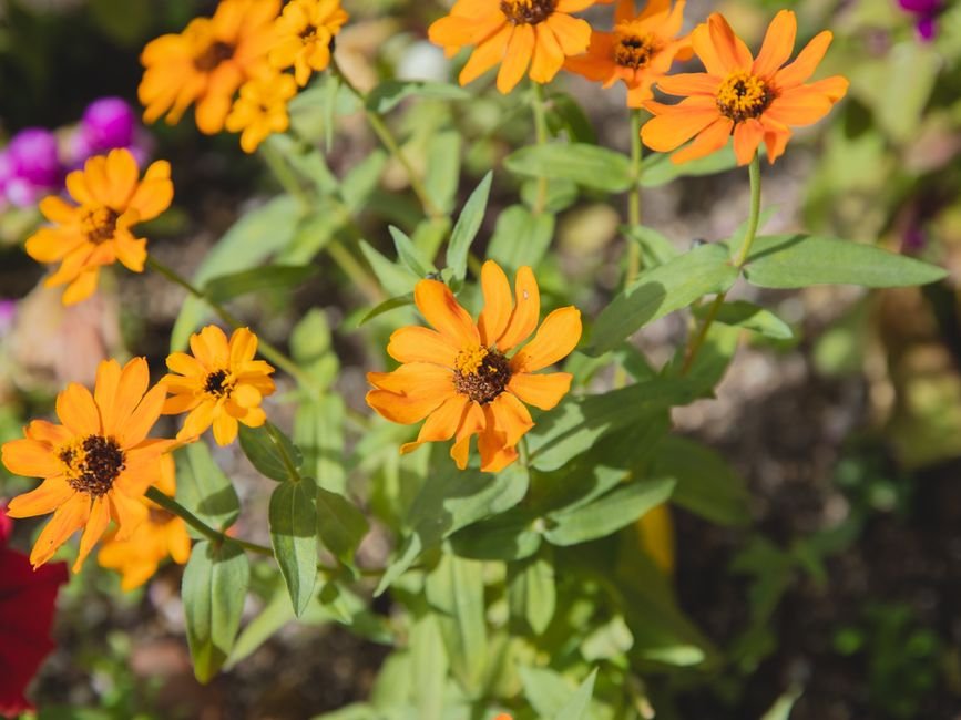 cosmos zinnia container